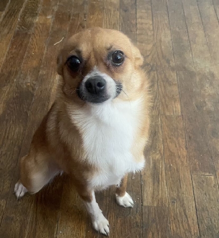 Pomeranian – Pomchi! Coco needs a new home !