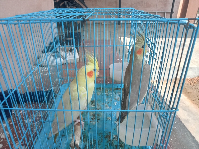 Cockatiel – cockatiel pair for sale at Thanjavur