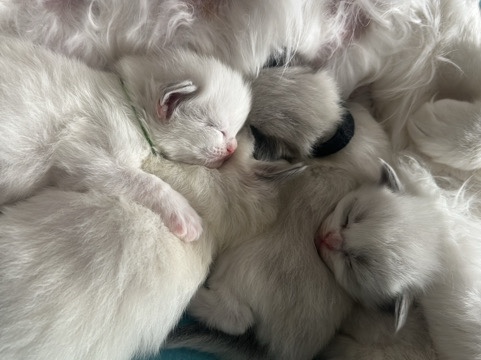 Ragdoll – Nous avons le plaisir d’annoncer que des chatons Ragdoll avec pedigree – Sint-Pieters-Leeuw