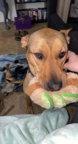 German Shepherd – Looking to rehome our sweet girl