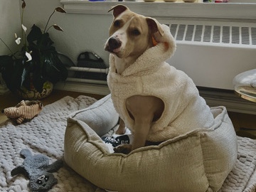 American Pit Bull Terrier – butters new home – Concord