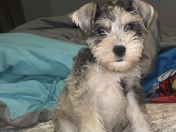 Miniature Schnauzer – mini Schanuzer – Clewiston