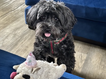 Havenese Female for rehoming