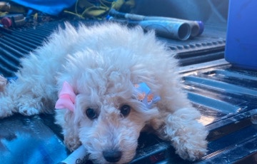 Poodle – Bich-poo
