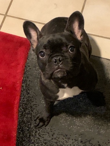 French Bulldog – French bulldog