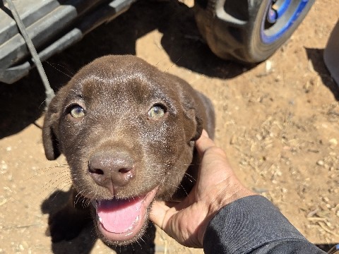 Labrador Retriever – Chocolate Labrador – Portales