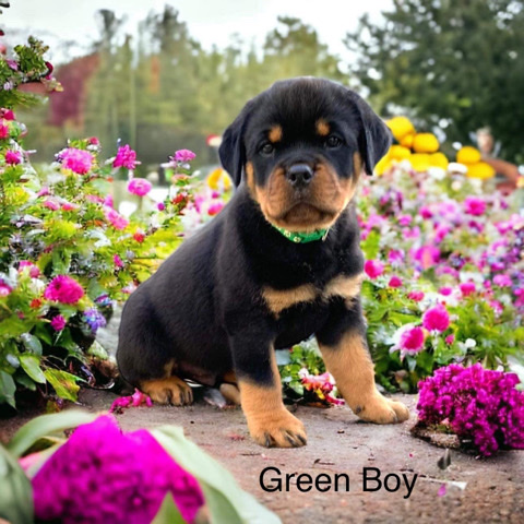 Rottweiler – AKC registered Rottweilers