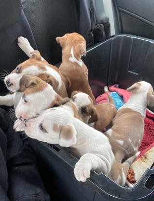 American Bulldog – American pit bulldog mix