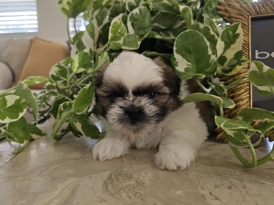Shih Tzu – puppies – Victorville