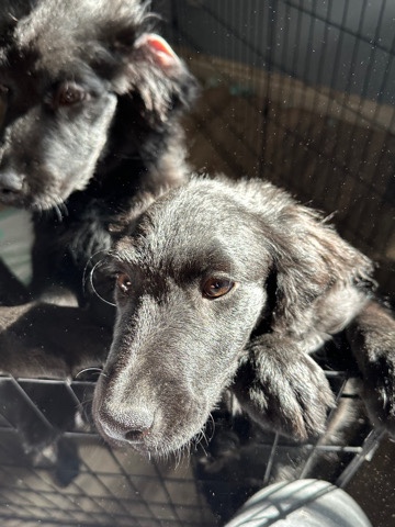 Australian Shepherd – puppies looking for a home