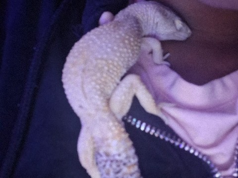 Leopard Gecko – Healthy 1-Year-Old Leopard Gecko for Sale – Las Vegas – Las Vegas