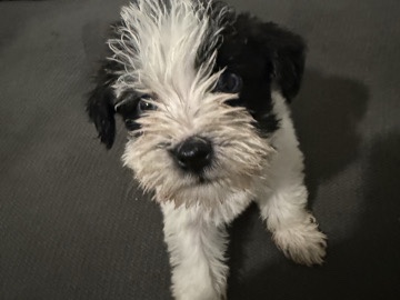 Miniature Schnauzer – Miniature schnauzer puppy with blue eyes! – Jersey City