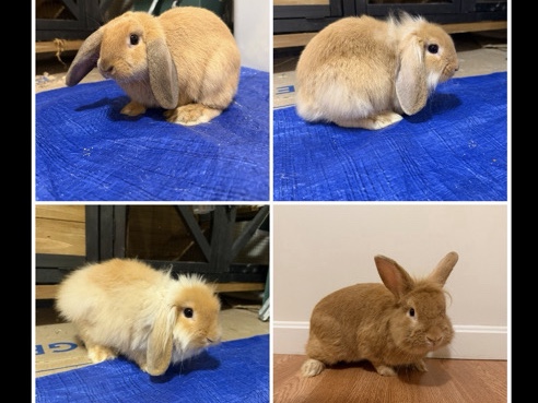 Mini Lop – rabbits – Webster