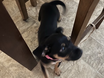 Rottweiler – for sale – Ensley