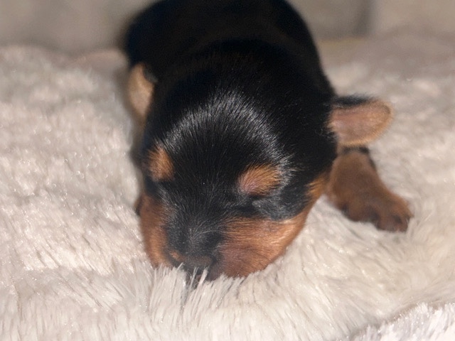 Yorkshire Terrier – Yorkie Puppies
