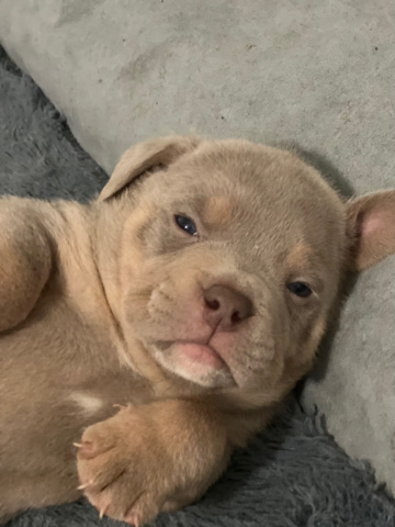 American bully puppies with blue eyes
