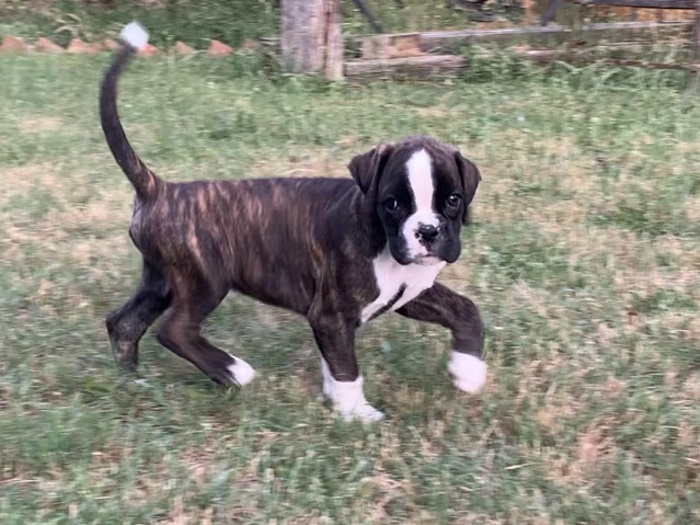 Boxer - Cachorros BOXER available for adoption in Montagut i Oix