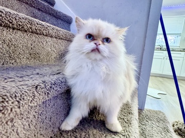 Persian (Traditional) - Stunning White Persian Cat – Blue Eyes (Male) available for adoption in Dallas