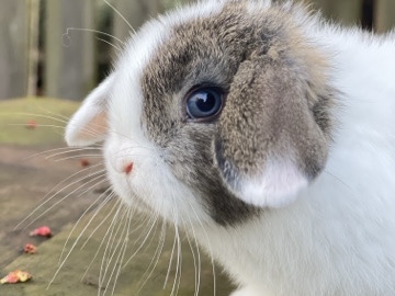 Holland Lop – Baby Holland Loo Rabbit / Bunny – Johns Creek