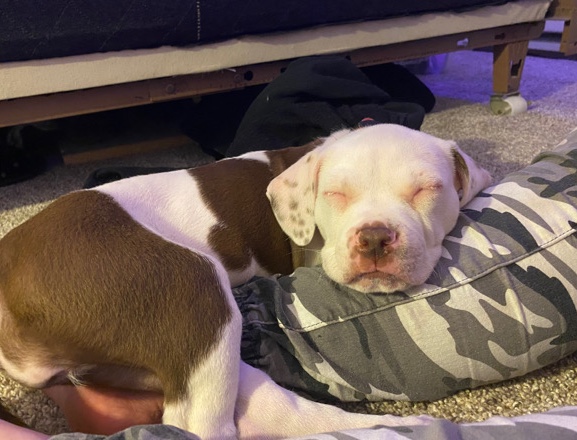 American Pit Bull Terrier – 8 week old female puppy