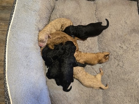 Poodle – standard poodle puppies – Ashburn
