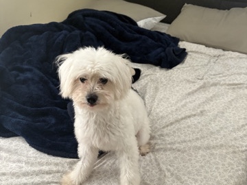 Maltese – 1 year old maltipoo – Rialto