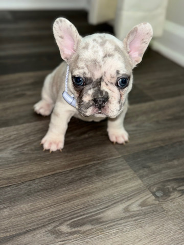 French Bulldog – Purebred Female French bulldog looking for loving home 🥰🐾
