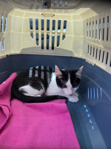 American Shorthair – kitten needs a good home