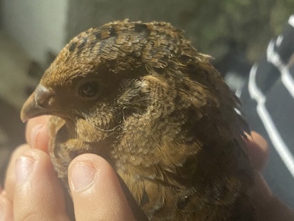 Quail – Quails – Apple Valley