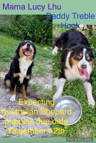 Australian Shepherd – Australian Shepherds Puppies