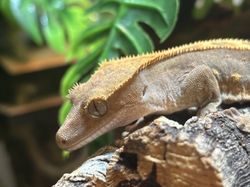 Crested Gecko – Crested Gecko – Worksop