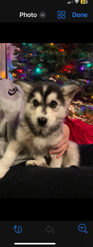 Siberian Husky – Cute puppy
