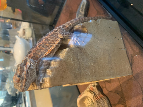selling Breaded Dragon