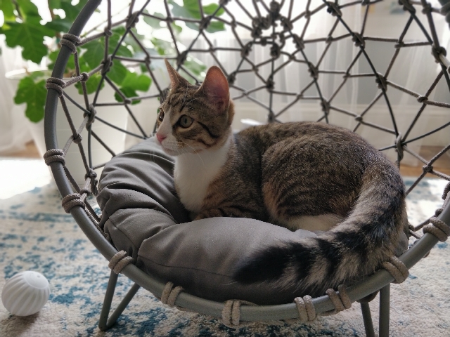 Egyptian Mau – Apollo looking for new home