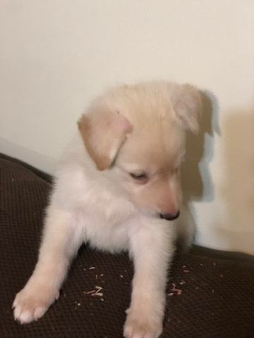 German Shepherd – Exotic German shepherd