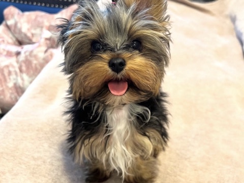 male and female yorkie puppies – Milwaukee