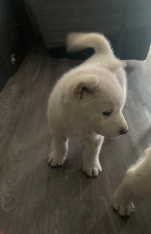 Siberian Husky – selling husky Siberian dog (male )