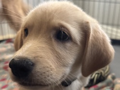 Golden Retriever – Golden mix – Santa Clarita