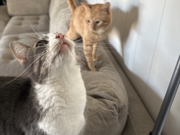 American Shorthair – Cats in need of rehome – Bakersfield
