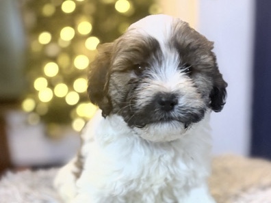 Maltese - Maltese Shih Tzu x Cavoodle Puppies available for adoption in Parkes