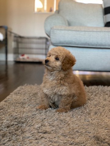 Poodle – Newborn Mini Poodle