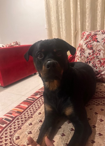 Rottweiler – Rottweiler for adoption