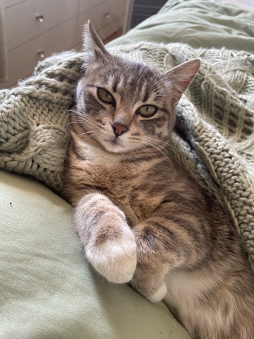 Manx – I need to rehome a female manx (she’s not fixed)