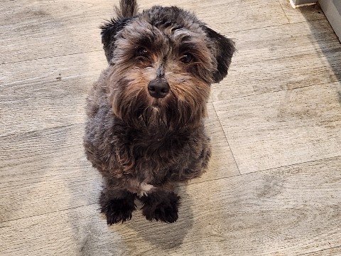 Mixed Breed - female shit zue  available for adoption in Sheffield