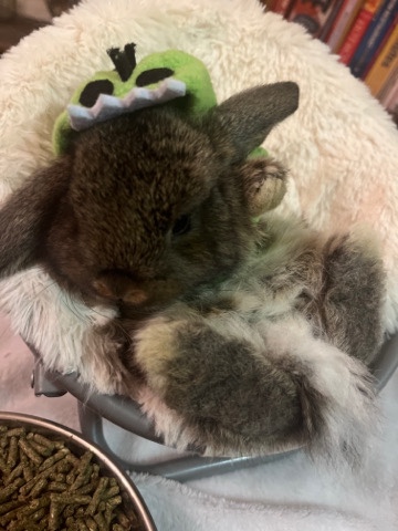 Holland Lop – Holland Lop Baby Bunnies