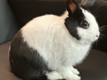 Dutch – Dutch Rabbit for sale – Marietta