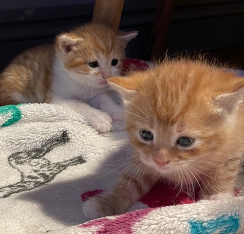 European Shorthair – Two Ginger European Short hair male kittens