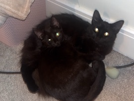 one kitten (8month) and a 1 year old – Rotherham