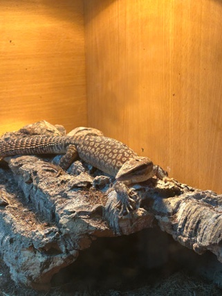 Yellow Ackie Monitor
