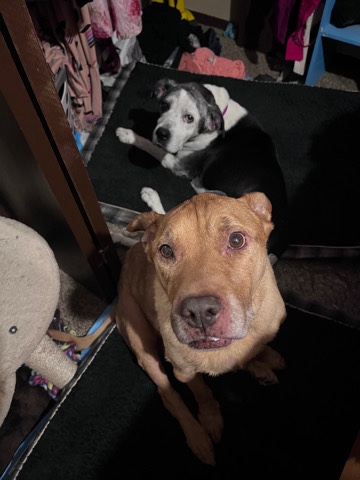 American Pit Bull Terrier – Senior Bonded Pair needs a home!